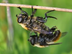 Merodon equestris